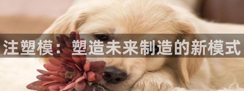 太阳gg娱乐胺44262：注塑模：塑造未来制造的新模式